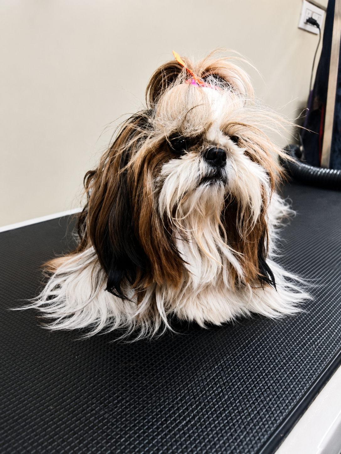 Before grooming