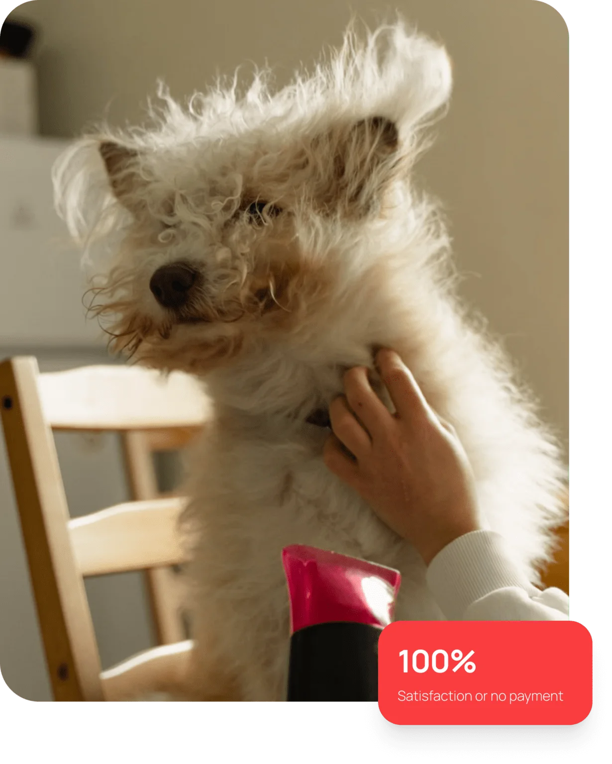 Professional Dog Grooming - Groompets